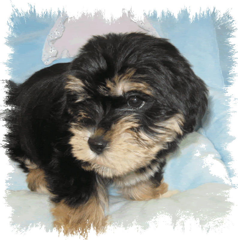 Puppy Patch Elmira Ny download free software playmanager